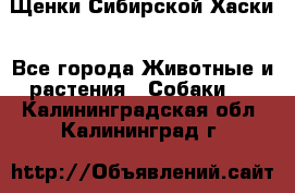 Щенки Сибирской Хаски - Все города Животные и растения » Собаки   . Калининградская обл.,Калининград г.